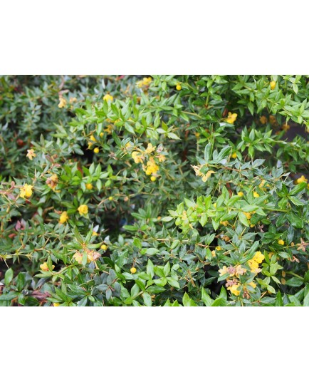 Berberis frikartii x 'Amstelveen'