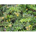 Berberis frikartii x 'Amstelveen'