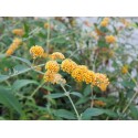 Buddleja weyeriana x 'Sungold' - Arbres aux Papillons, Buddleia de Weyer