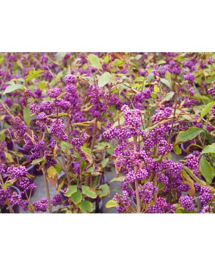 Callicarpa bodinieri var. giraldii 'Profusion'