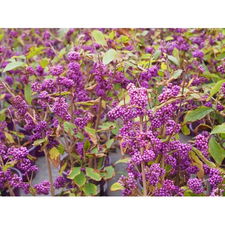 Callicarpa bodinieri var. giraldii 'Profusion'