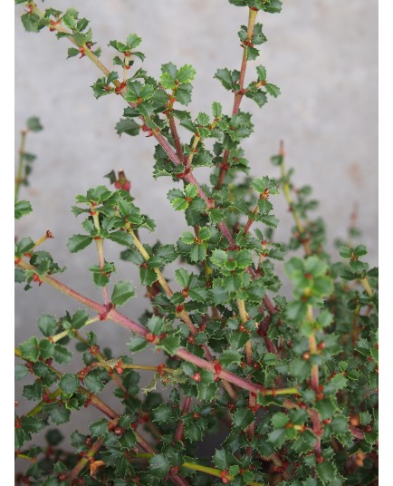 Ceanothus gloriosus var. exaltatus 'Emily Brown'