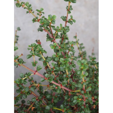 Ceanothus gloriosus var. exaltatus 'Emily Brown'