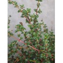 Ceanothus gloriosus var. exaltatus 'Emily Brown'