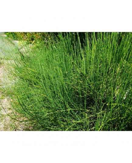 Ephedra equisetina