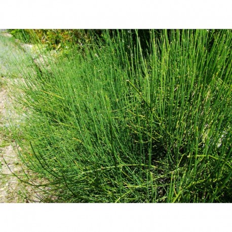 Ephedra equisetina