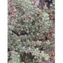 Ceanothus gloriosus var. exaltatus 'Emily Brown'