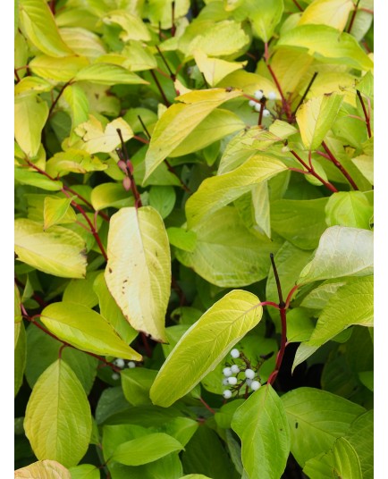 Cornus alba 'Aurea' - cornouillers blancs,