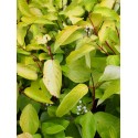 Cornus alba 'Aurea' - cornouillers blancs,