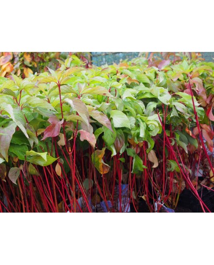 Cornus alba 'Bâton Rouge'® - Cornouiller