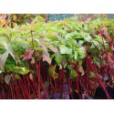 Cornus alba 'Bâton Rouge'® - Cornouiller