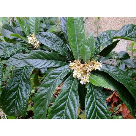 Eriobotrya japonica - Néflier du Japon