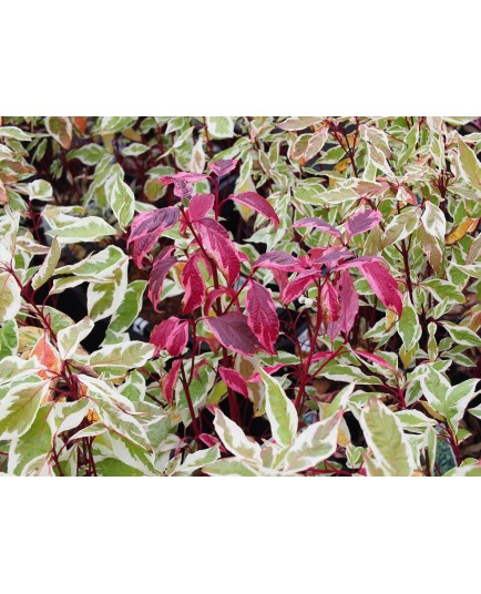 Cornus alba 'Elegantissima' - cornouiller panaché