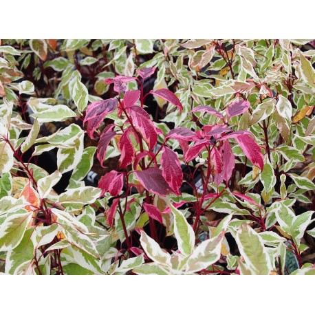 Cornus alba 'Elegantissima' - cornouiller panaché