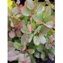 Cotinus coggygria 'Old Fashioned'®