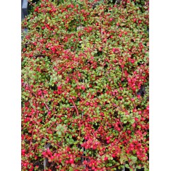 Cotoneaster procumbens 'Streibs Finding' - cotonéasters,