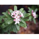 Daphne transatlantica x ' Pink Fragrance' ®