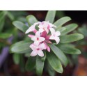 Daphne transatlantica x ' Pink Fragrance' ®