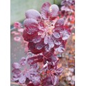 Cotinus coggygria 'Royal Purple' - Arbre à perruque