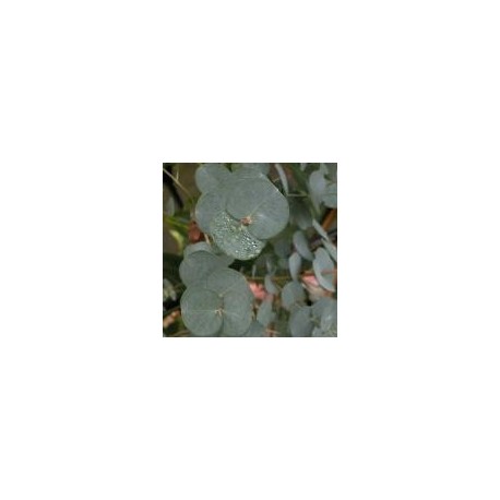 Eucalyptus gunnii