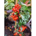 Pyracantha 'Orange Glow' - buisson ardent