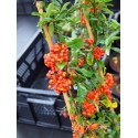 Pyracantha 'Orange Glow' - buisson ardent