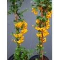 Pyracantha 'Golden Charmer' - buisson ardent