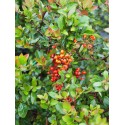 Pyracantha 'Red Column' - buisson ardent