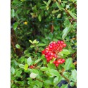 Pyracantha 'Red Column' - buisson ardent