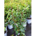 Prunus lusitanica 'Angustifolia' - Laurier du Portugal