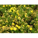 Potentilla fruticosa 'Kobold' - potentille