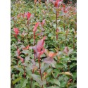 Photinia fraseri x 'Camilvy'