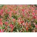 Photinia fraseri x 'Carré Rouge'