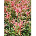 Photinia fraseri x 'Carré Rouge'