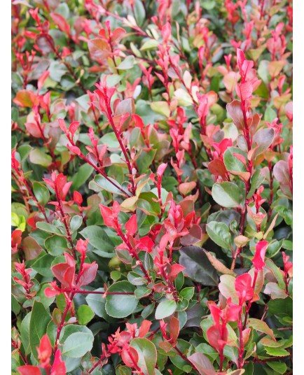 Photinia fraseri x 'Little Red Robin'