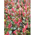 Photinia fraseri x 'Little Red Robin'