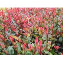 Photinia fraseri x 'Little Red Robin'