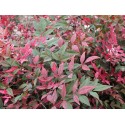 Nandina domestica 'Obsessed'® -Bambou sacré