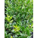 Ligustrum japonicum 'Green Century' - Troènes