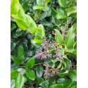 Ligustrum japonicum 'Green Century' - Troènes