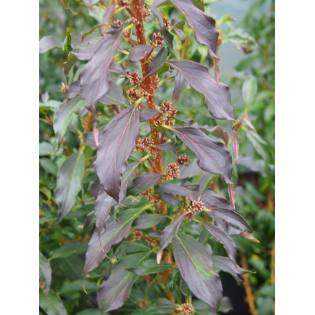 Forsythia intermedia x 'Mikador' ®