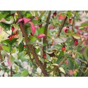 Euonymus alatus - Fusain ailé