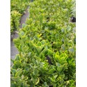 Euonymus japonicus 'Aureomarginatus' - Fusain