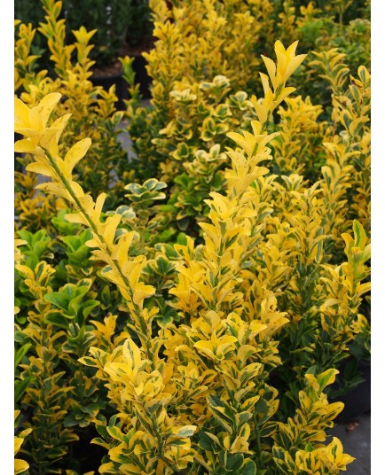 Euonymus japonicus 'Aureopictus' - Fusain