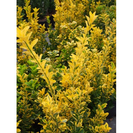 Euonymus japonicus 'Aureopictus' - Fusain