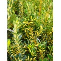 Euonymus japonicus 'Aureopictus' - Fusain