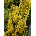 Euonymus japonicus 'Aureopictus' - Fusain