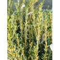 Euonymus japonicus 'Aureopictus' - Fusain