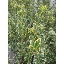 Euonymus japonicus 'Kathy'