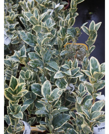 Euonymus japonicus 'Bravo' - Fusain